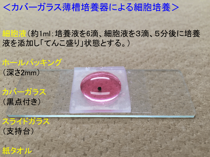 細胞実験２、細胞形態、カバーガラス法 高校生物